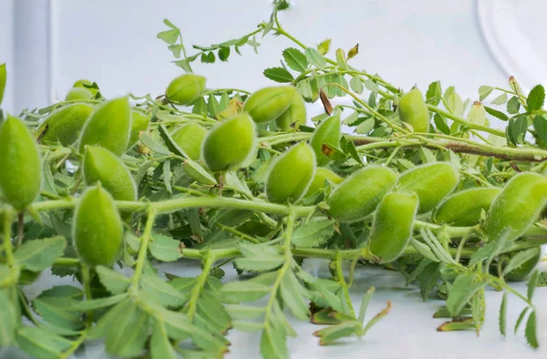 Nahaufnahme Von Cicer Arietinum Green Gramm Pflanzenstamm Isoliert Auf Weißem — Stockfoto