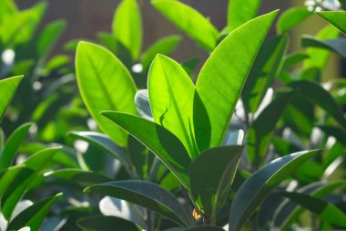 Arka planda bulanık yeşil yaprakları kapat. Yeşil yapraklar bahçede doğal arkaplan oluşturur.