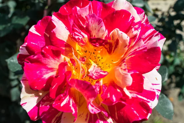 Primer Plano Una Rosa Roja Con Manchas Blancas Jardín Con — Foto de Stock