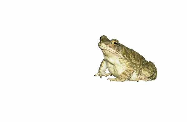 Gros Plan Crapaud Commun Isolé Sur Fond Blanc Vue Côté — Photo