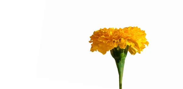 Primer Plano Hermosa Flor Oro Casarse Aislado Sobre Fondo Blanco —  Fotos de Stock