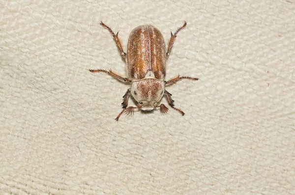 Beyaz bir bez üzerinde oturan dişi böceği (Polyphylla alba) kapatın.