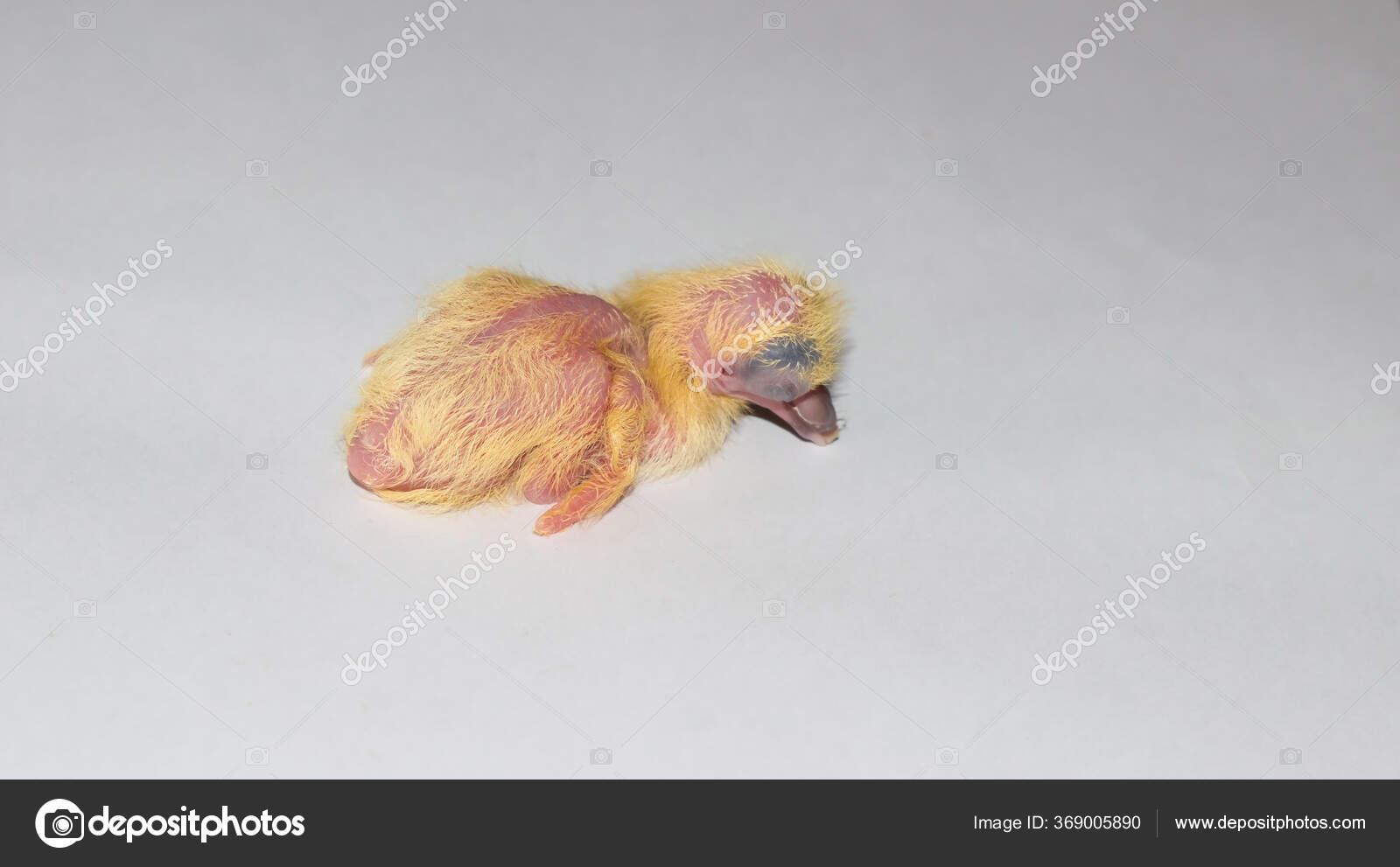 Gros Plan Poussin Pigeon Commun Isole Sur Fond Blanc Bebe Image Libre De Droit Par Mparukanpur01 C Gros Plan Poussin Pigeon Commun Isole Sur Fond Blanc Bebe Image Libre De Droit Par Mparukanpur01 C