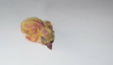 Beyaz arka planda izole edilmiş sıradan bir güvercin yavrusuna yaklaş. Beyaz arka planda yavru bir güvercin..