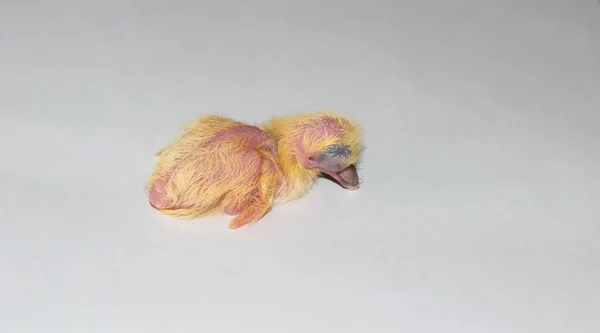 Beyaz Arka Planda Izole Edilmiş Sıradan Bir Güvercin Yavrusuna Yaklaş — Stok fotoğraf