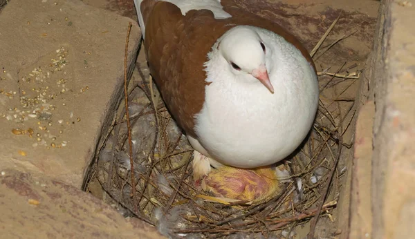 Pombo Bebé Com Mãe Num Ninho Pintinho Pombo Comum Ninho — Fotografia de Stock