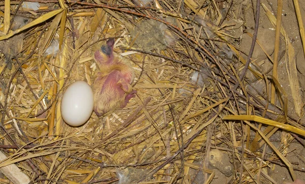A little baby pigeon in a nest with its brother egg.A common pigeon chick in nest.