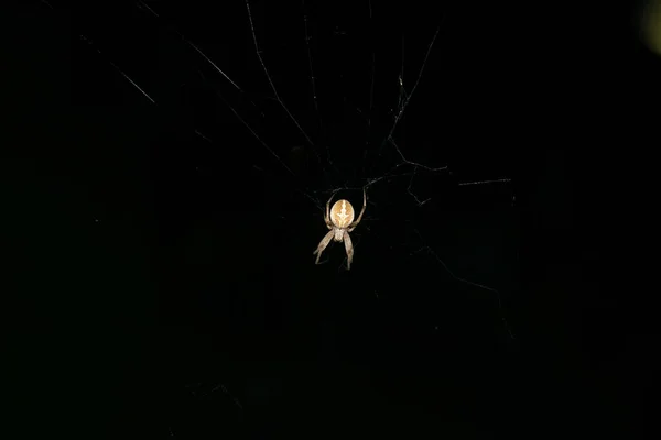 在巴基斯坦南部的一个花园 一只褐色的大圆球蜘蛛在它的网上织着网 — 图库照片