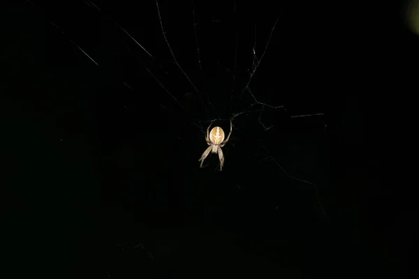 Una Gran Araña Tejedora Orbe Marrón Tela Jardín Punjab Sur — Foto de Stock