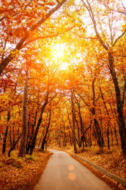 Sonbahar ormanının içinden geçen yol, sonbahar yaprakları yola düşer, mesafeye giden yol..