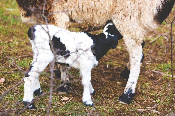 Ein Schaf und ein junges Lamm im Frühling mit klarem blauen Himmel. — Stockfoto