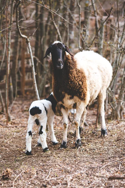 Uma ovelha e um cordeiro jovem na primavera com um céu azul claro . — Fotografia de Stock