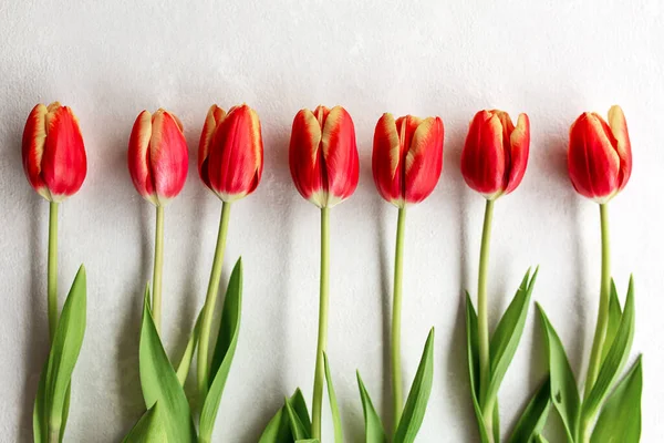 Conjunto de tulipas vermelhas e amarelas sobre fundo branco. Conceito de dia de mulheres — Fotografia de Stock