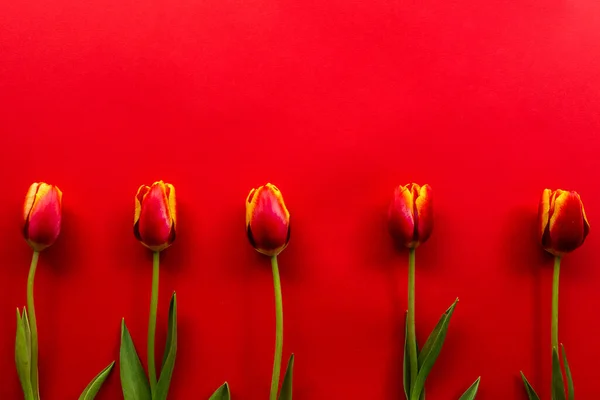 Banner com um buquê de tulipas vermelhas no fundo vermelho. Deitado plano com flores, vista superior com copyspace. Dia Internacional da Mulher, conceito do Dia das Mães. Valentines, fundo da primavera. floral mock up . — Fotografia de Stock