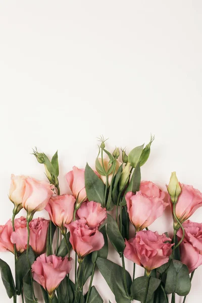 Beleza rosa eustoma flor isolada no fundo branco . — Fotografia de Stock