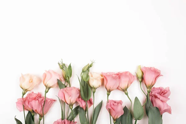 白い背景で隔離美ピンク トルコギキョウの花. — ストック写真