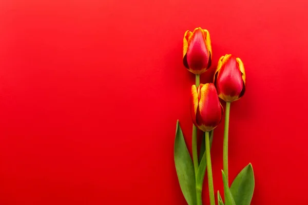 赤い背景に赤いチューリップの花束を持つバナー。花とフラットレイアウト、コピースペース付きのトップビュー。国際女性デー、母の日の概念。バレンタイン、春の背景。花のモックアップ. — ストック写真