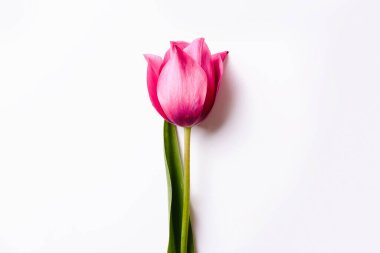 İzole edilmiş beyaz bir zemin üzerinde kırmızı ya da pembe lale. Bahar konsepti, anneler günü.