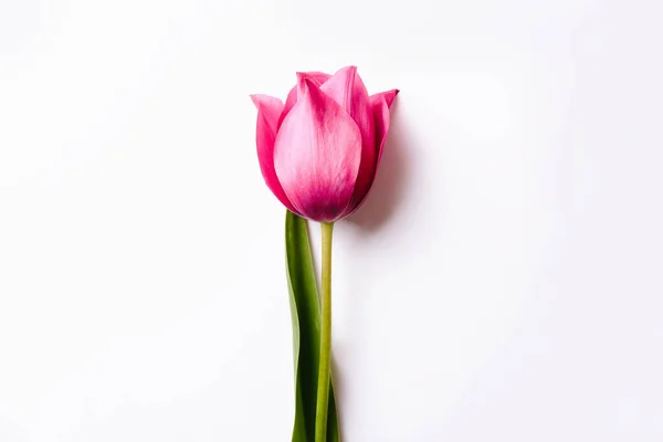Rode of roze tulp op een witte geïsoleerde achtergrond. voorjaarsconcept, Moederdag. — Stockfoto