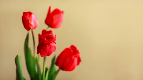 Flores tulipas multicores frescas no canteiro de flores contra o fundo de folhas verdes e grama. Beleza floral da estação de primavera — Fotografia de Stock