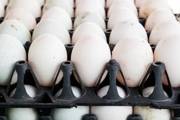 Row of raw duck eggs — Stock Photo, Image
