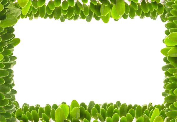 Marco de hojas verdes pequeñas aisladas sobre fondo blanco — Foto de Stock
