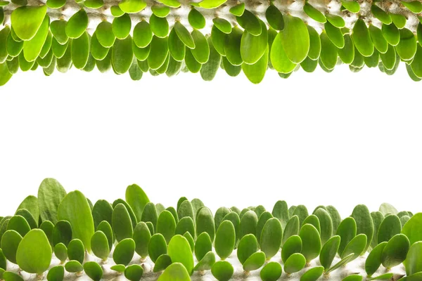 Pequeñas hojas verdes borde aislado sobre fondo blanco — Foto de Stock