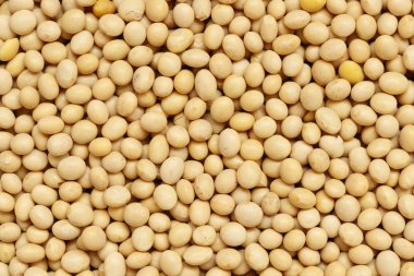 Kuru soya fasulye arka plan