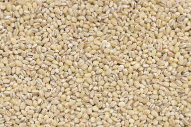 soyulmuş pearl arpa tohumu kurutulmuş