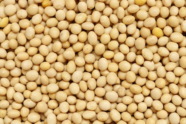 Kuru soya fasulye arka plan