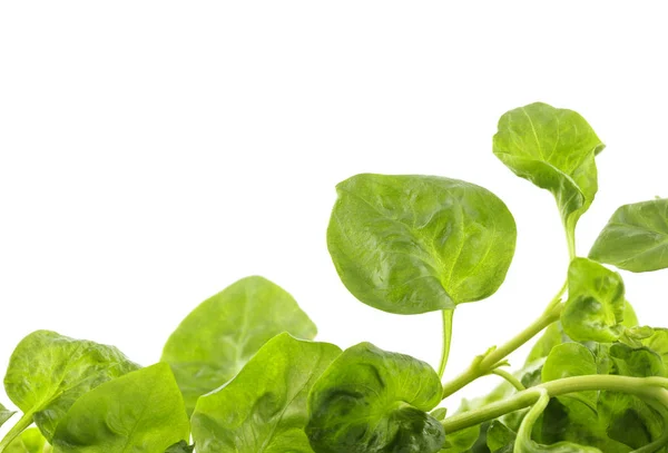 Close up of watercress on white background — Stock Photo, Image