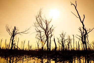 Kurutulmuş ölü ağaçlar silüeti 