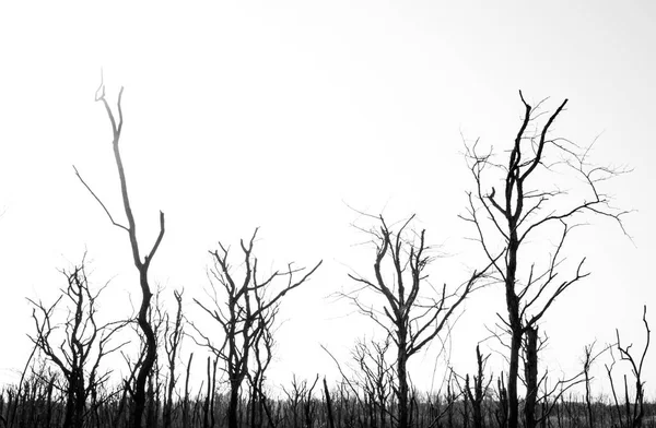 Black and white of dried dead trees — Stock Photo, Image