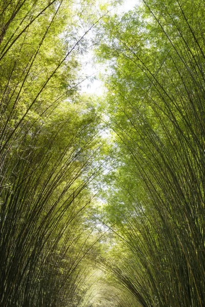 Floresta de bambu pela manhã — Fotografia de Stock