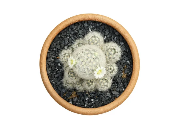 Vue de dessus du pot de cactus isolé sur fond blanc — Photo