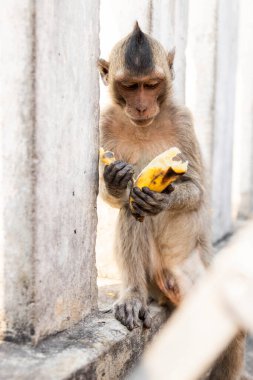 Tayland 'ın Chonburi eyaletindeki Khao sam Muk Hill' de muz soyan uzun kuyruklu maymun..