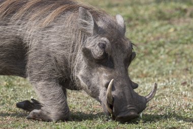 Warthog eating grass clipart