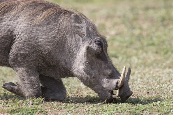 Warthog eating grass — Stock Photo, Image