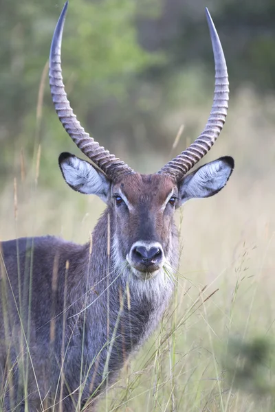 Portret van waterbok antelope — Stockfoto