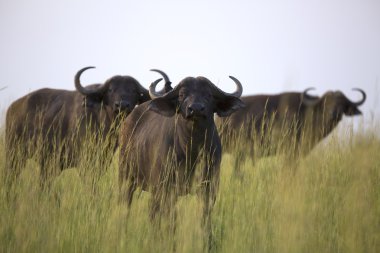Afrika cape buffalo portresi