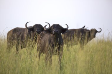Afrika cape buffalo portresi