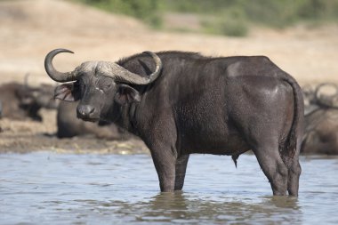 Afrika cape buffalo portresi