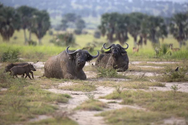 Портрет африканского буйвола — стоковое фото