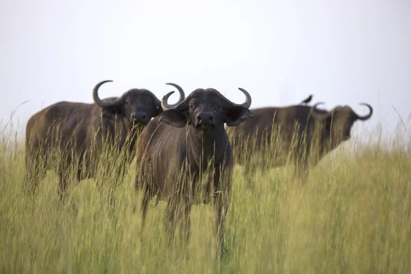 Retrato de búfalo de cabo africano — Fotografia de Stock