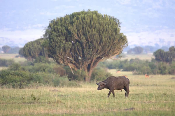 Afrika cape buffalo portresi — Stok fotoğraf