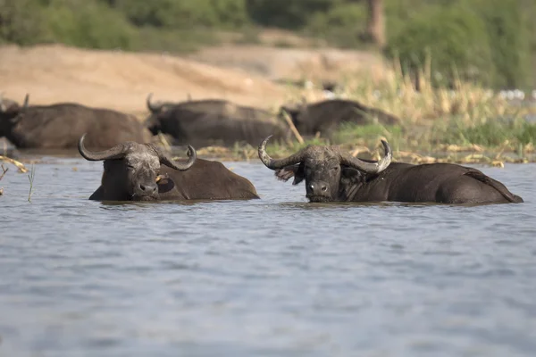 Portrait de buffle cape africaine — Photo