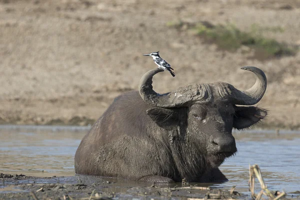 Portrait of african cape buffalo — Stock Photo, Image