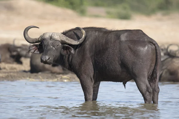 Portret z Afryki cape buffalo — Zdjęcie stockowe