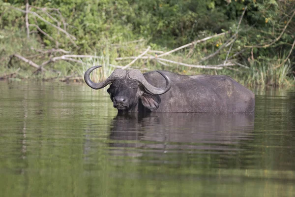 Portrait of african cape buffalo — Stock Photo, Image