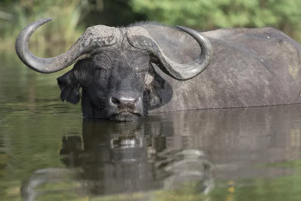 Portret z Afryki cape buffalo — Zdjęcie stockowe
